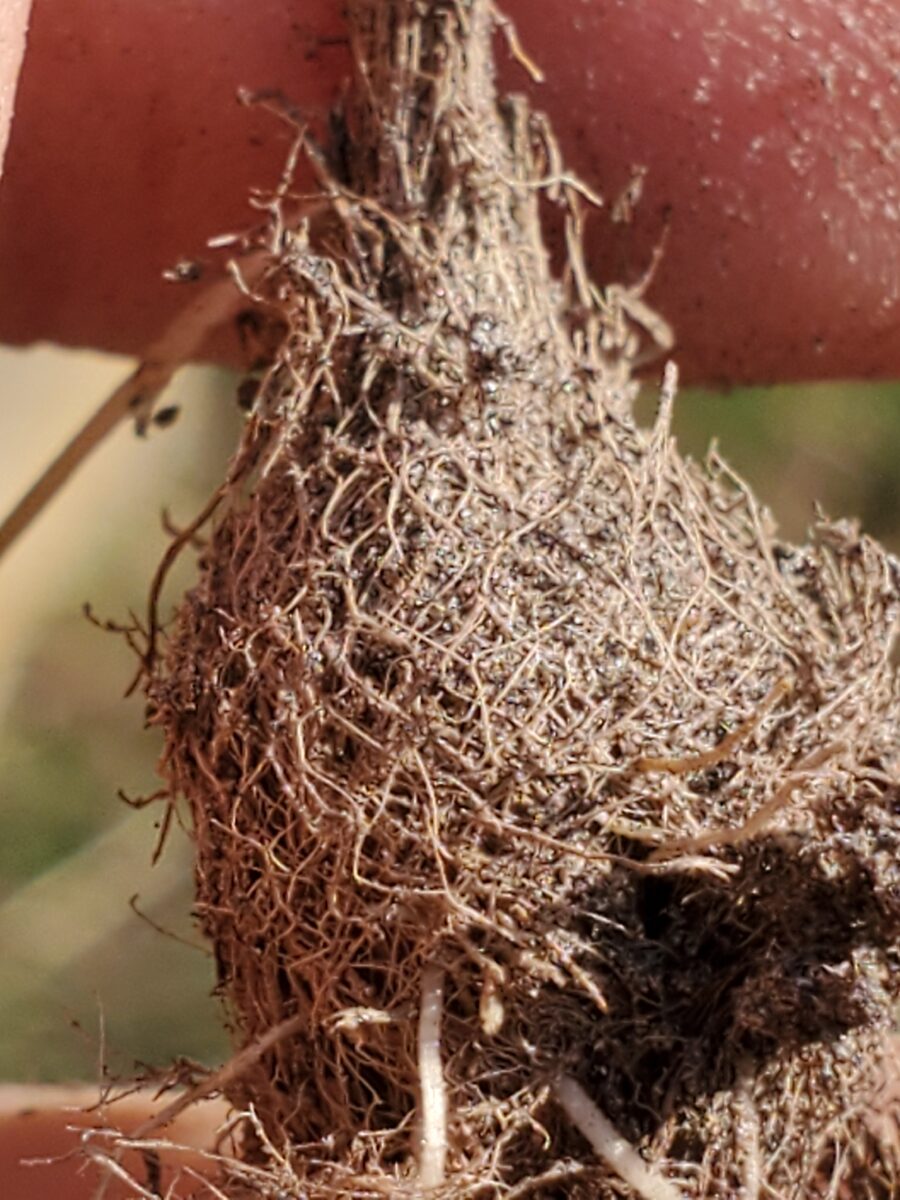 Allium canadense mobilense - (Regel.)F.M.Ownb. (Canadian Garlic) — photo