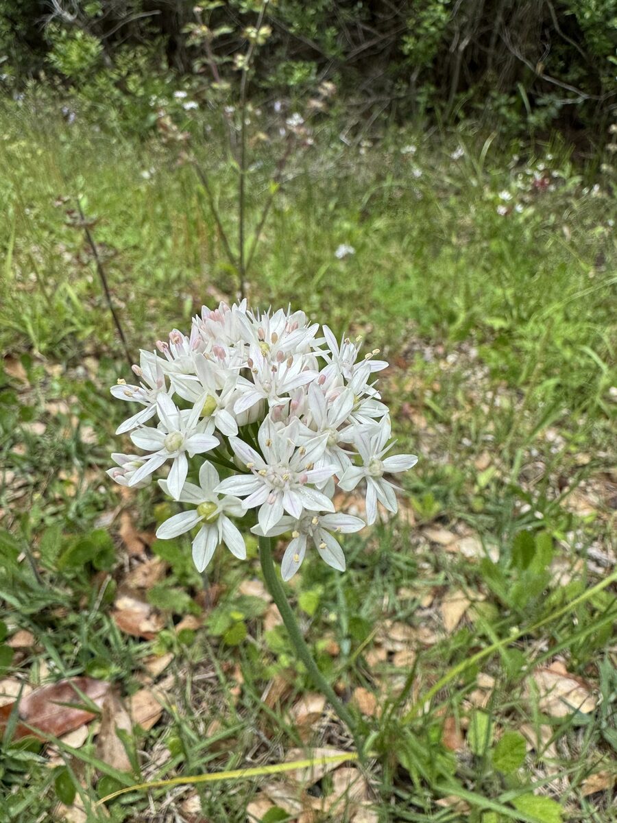 Allium canadense var. mobilense (Canadian garlic) — photo