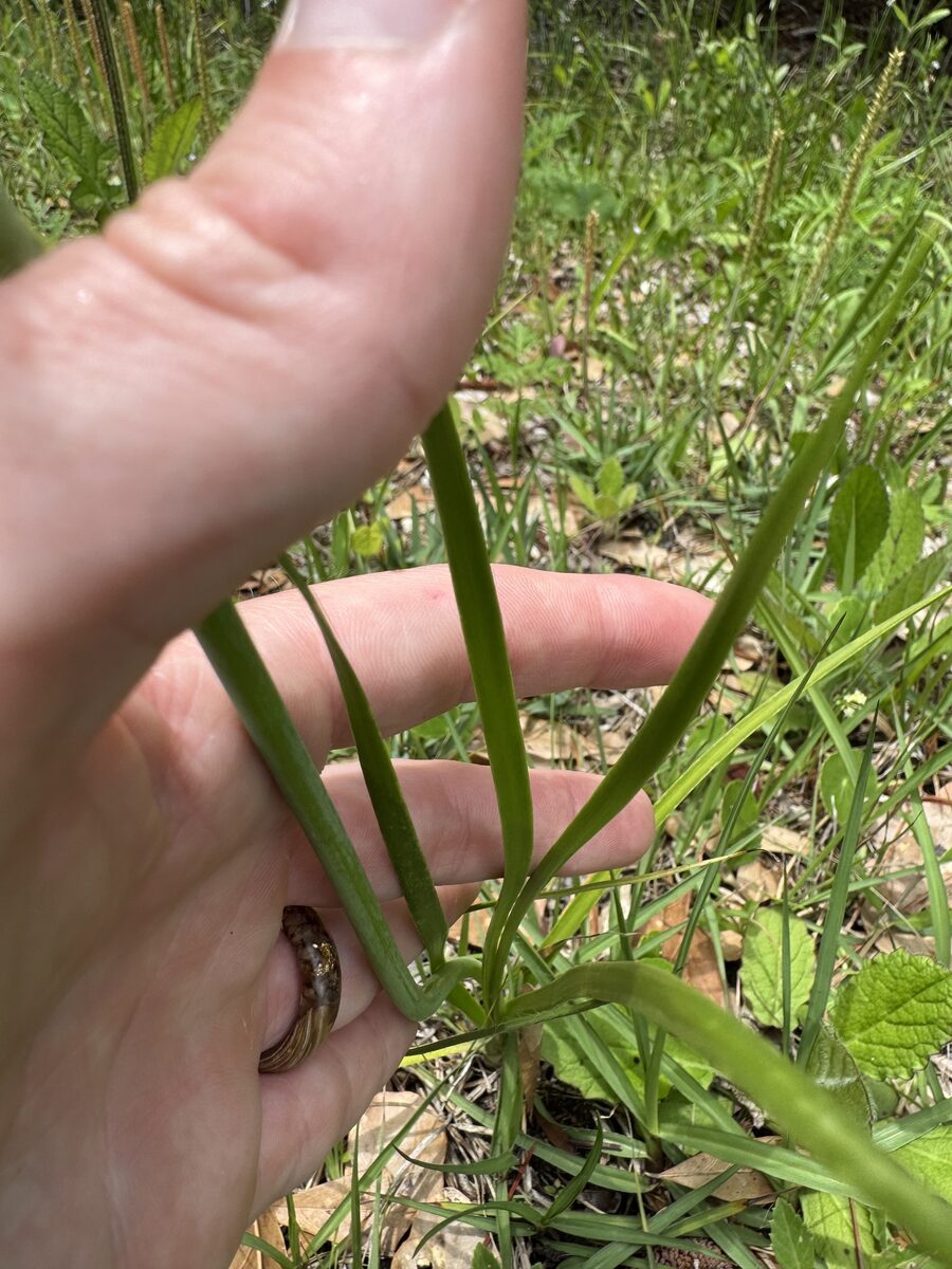 Allium canadense var. mobilense (Canadian garlic) — photo