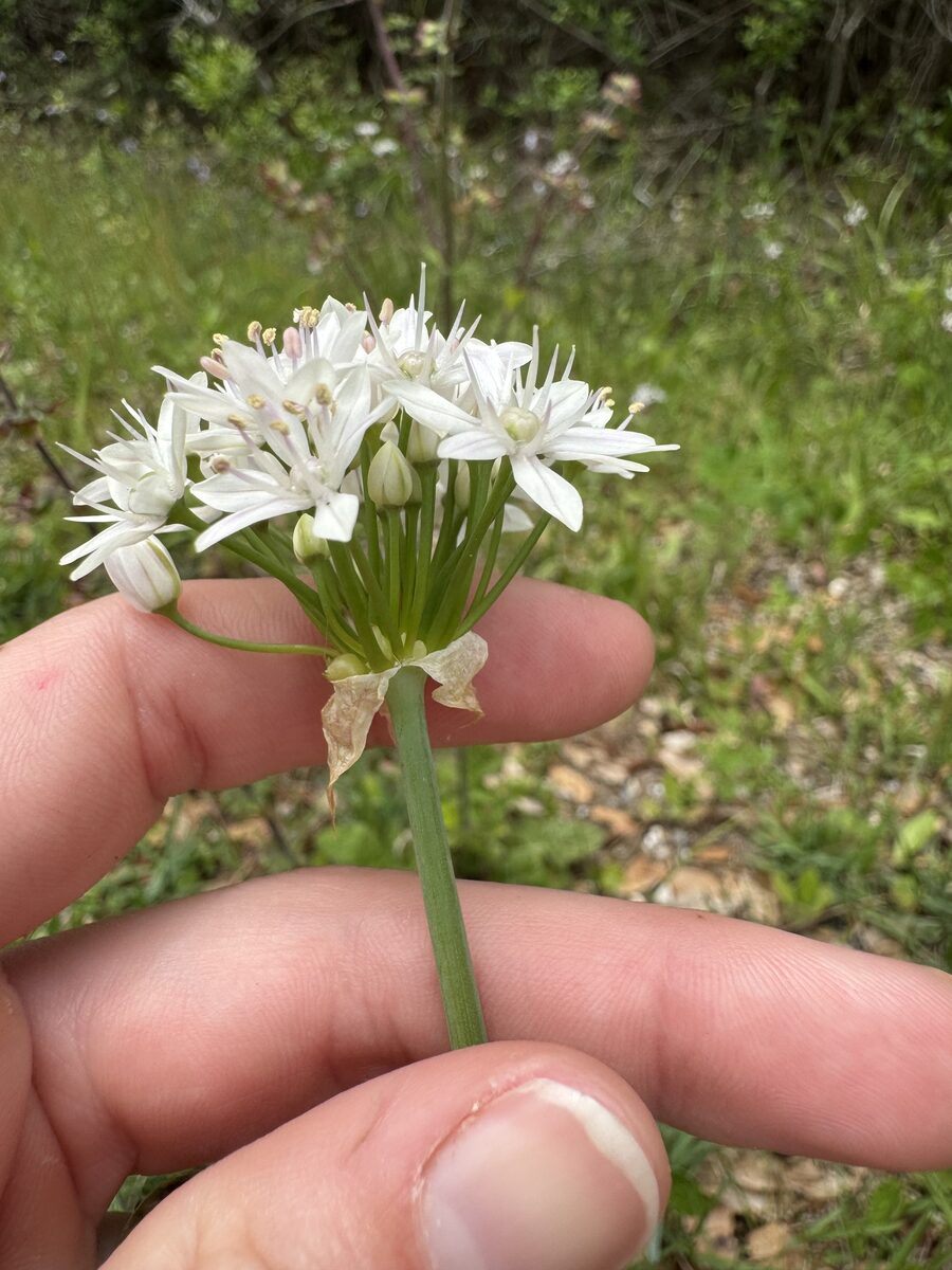 Allium canadense var. mobilense