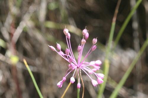Allium carinatum (Keeled Garlic) — photo