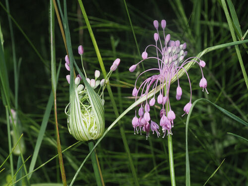 Allium carinatum (Keeled Garlic) — photo