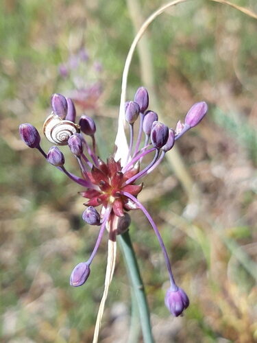 Allium carinatum