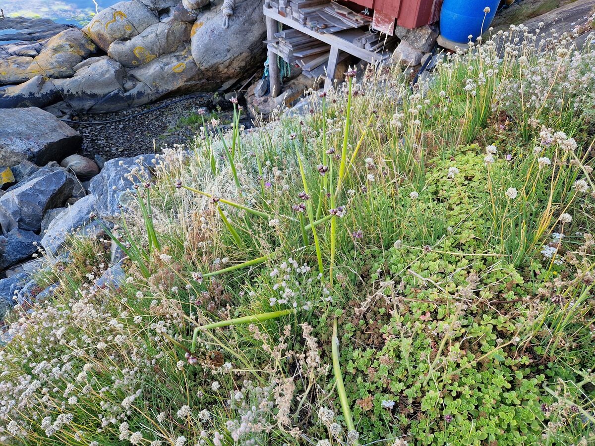 Allium cepa proliferum - (Moench) Regel. (Tree Onion) — photo