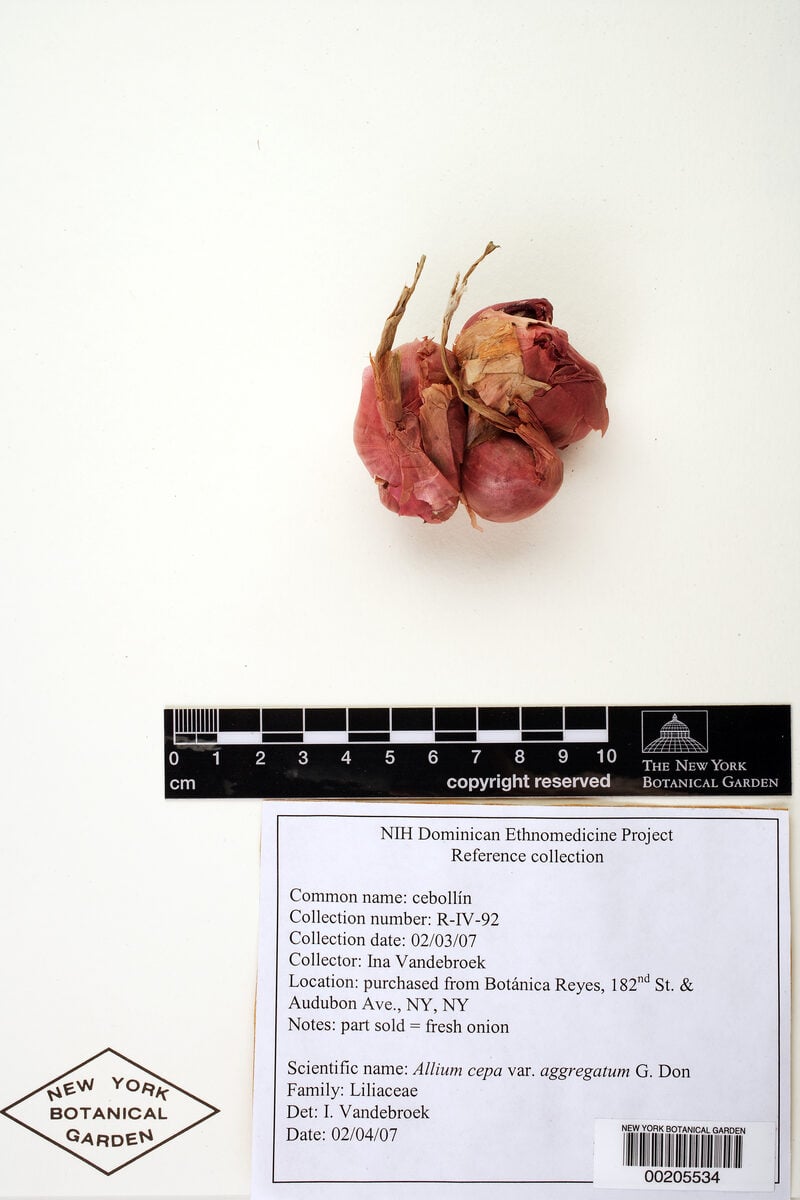 Allium cepa var. aggregatum (Shallots) — photo