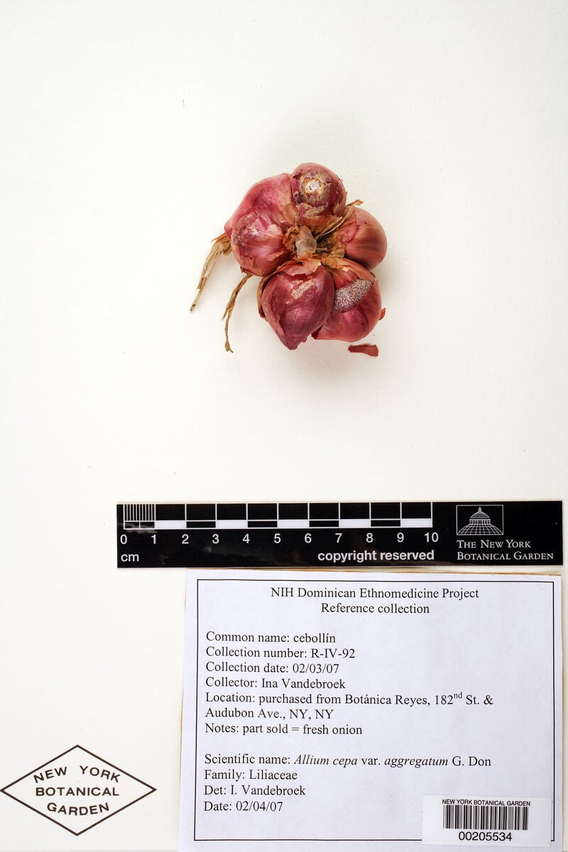 Allium cepa var. aggregatum (Shallots) — photo