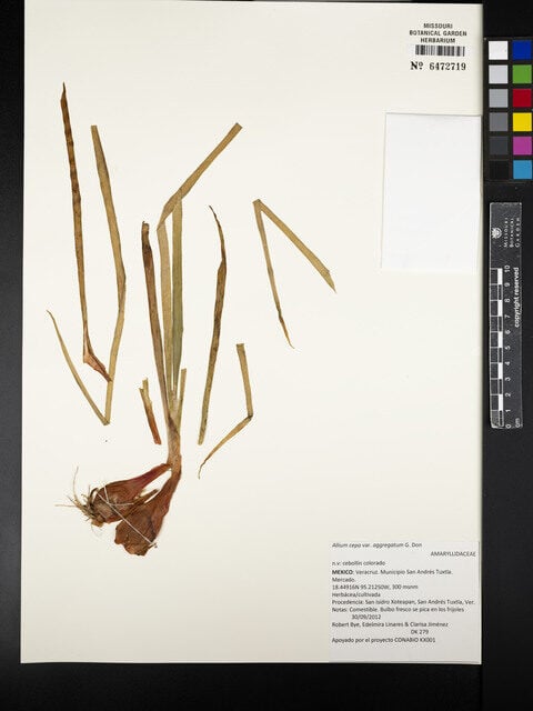 Allium cepa var. aggregatum