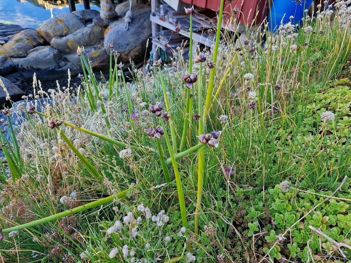 Allium cepa var. proliferum (Tree onion) — photo