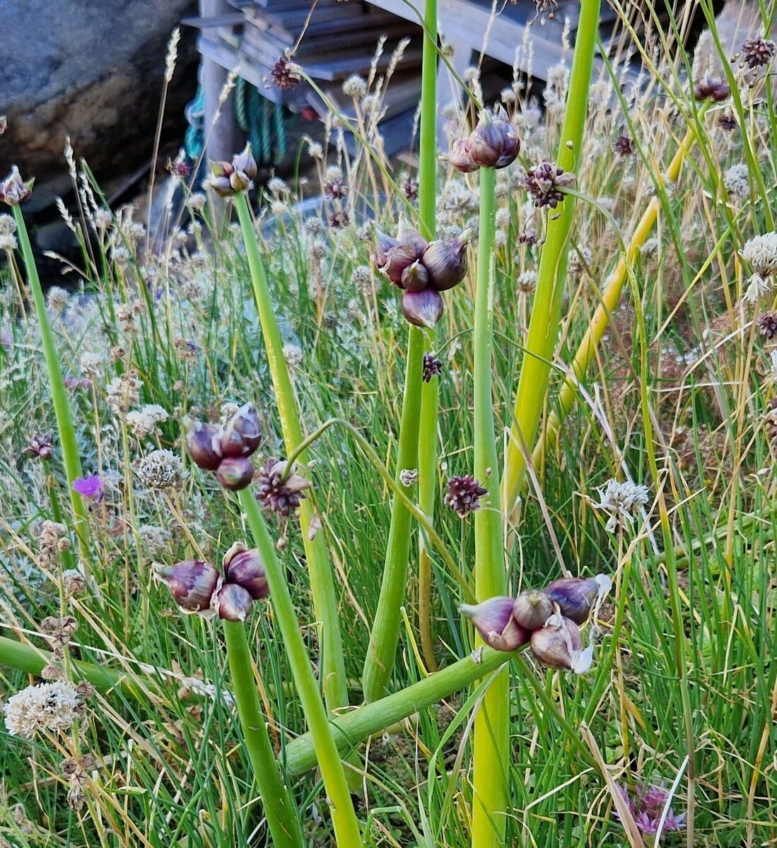 Allium cepa var. proliferum