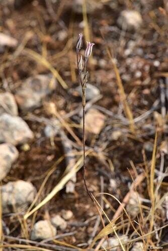Allium cupani