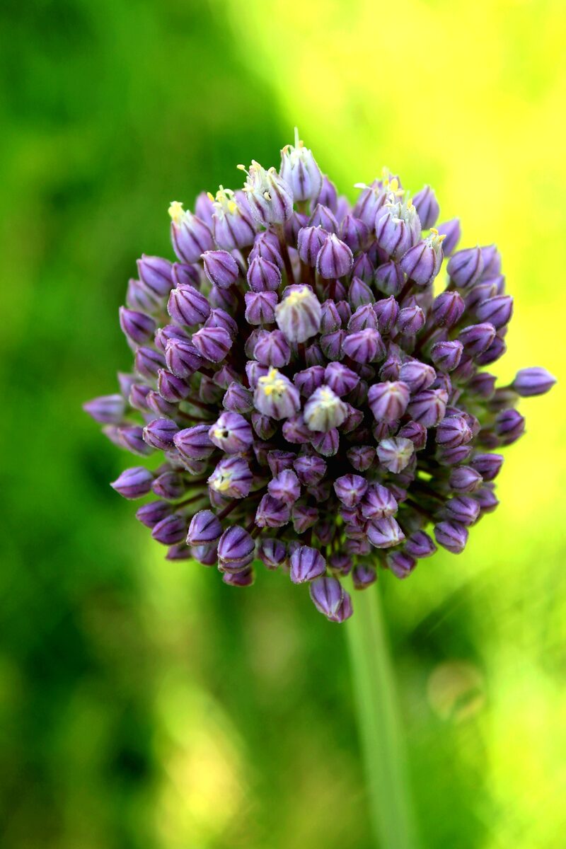 Allium cupani (Turkish dwarf onion) — photo