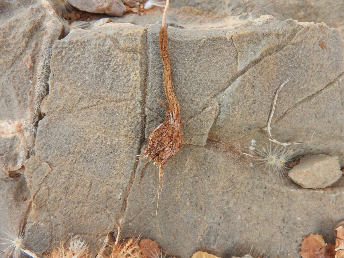 Allium cupanii — photo