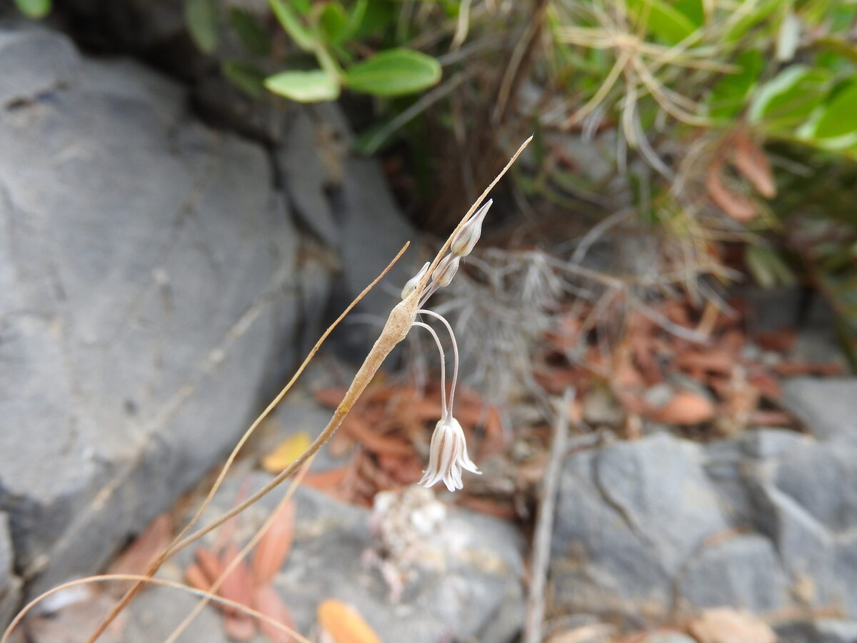 Allium cupanii — photo