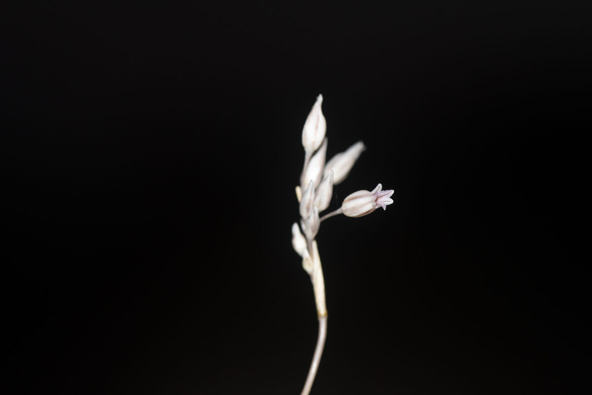 Allium cupanii