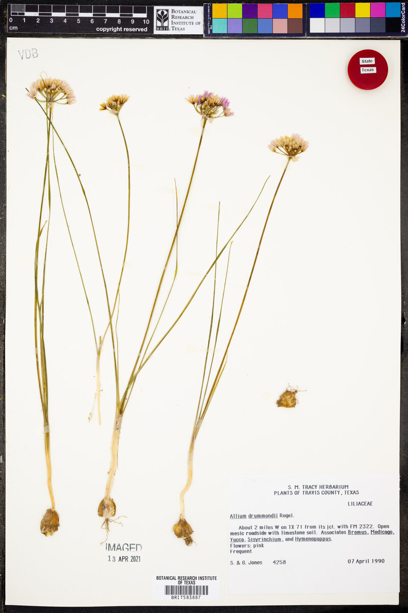 Allium dregeanum (Wild Onion) — photo