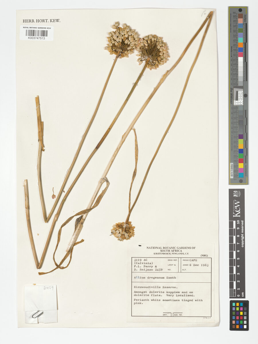 Allium dregeanum (Wild Onion) — photo