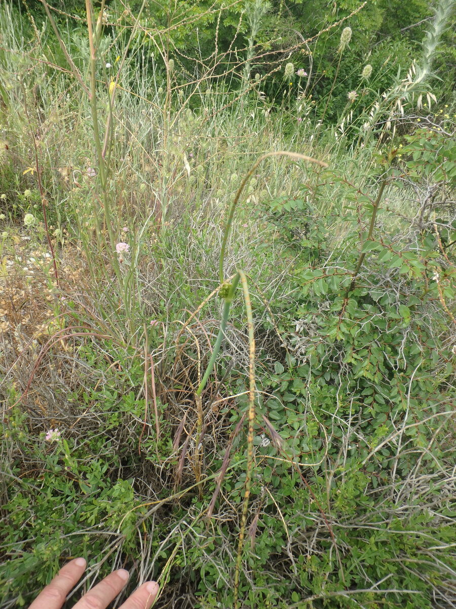 Allium flavum subsp. tauricum — photo