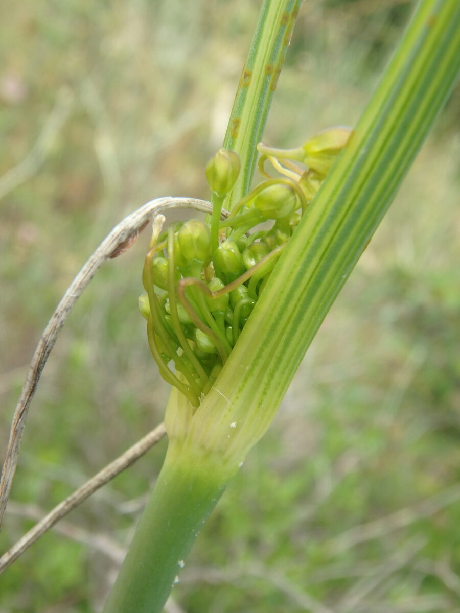 Allium flavum subsp. tauricum — photo