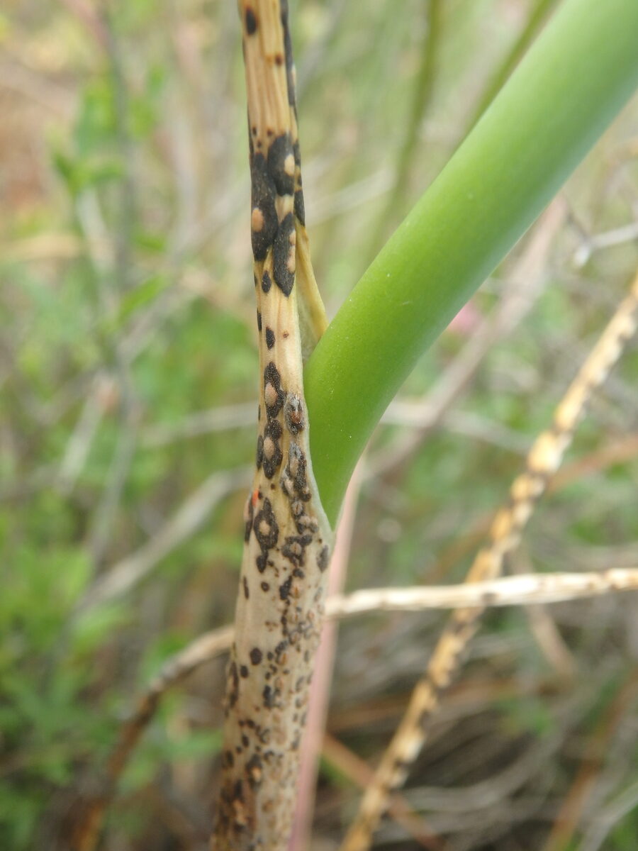 Allium flavum subsp. tauricum