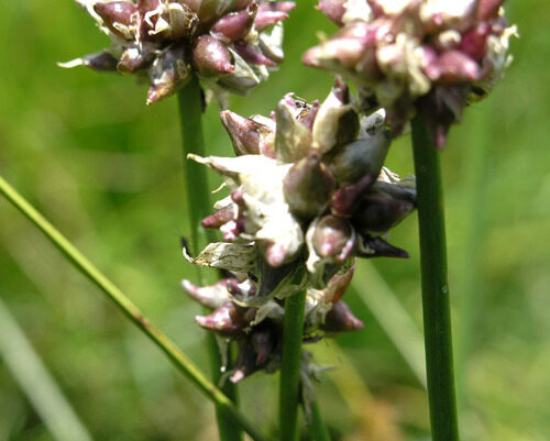 Allium geyeri tenerum — photo