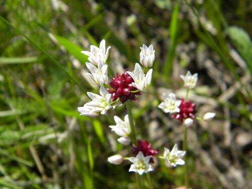 Allium geyeri tenerum