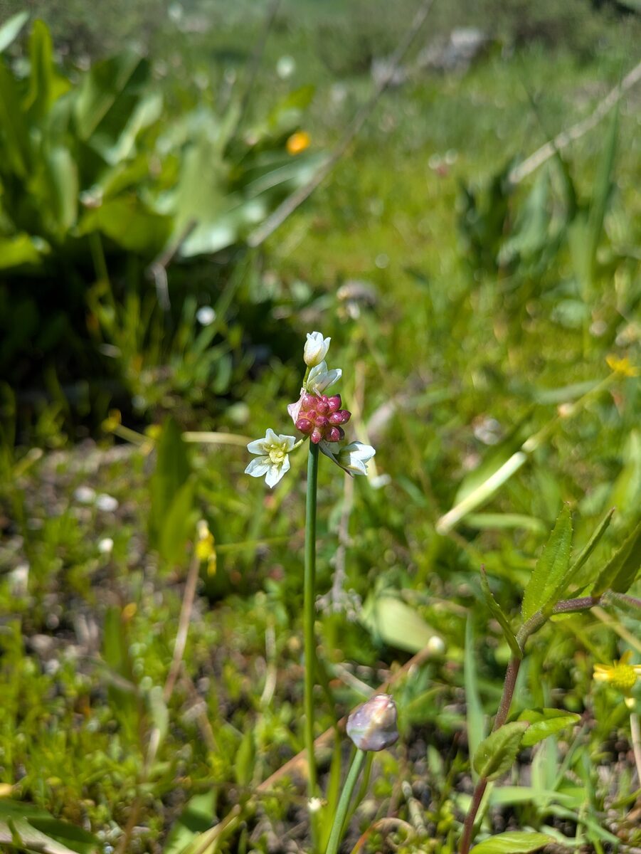 Allium geyeri var. tenerum (Bulbil onion) — photo