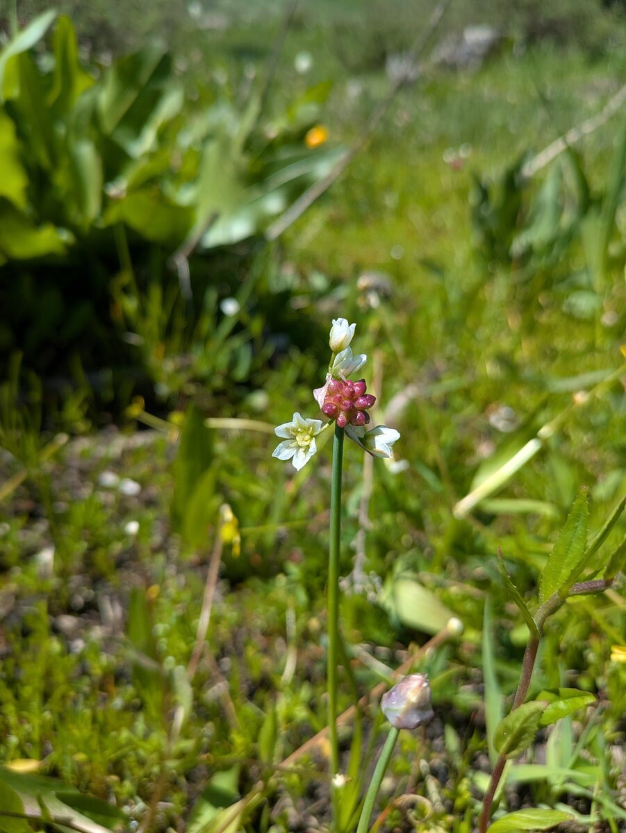Allium geyeri var. tenerum (Bulbil onion) — photo