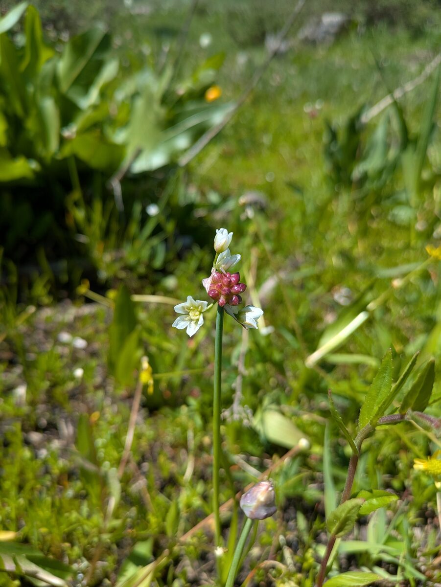 Allium geyeri var. tenerum