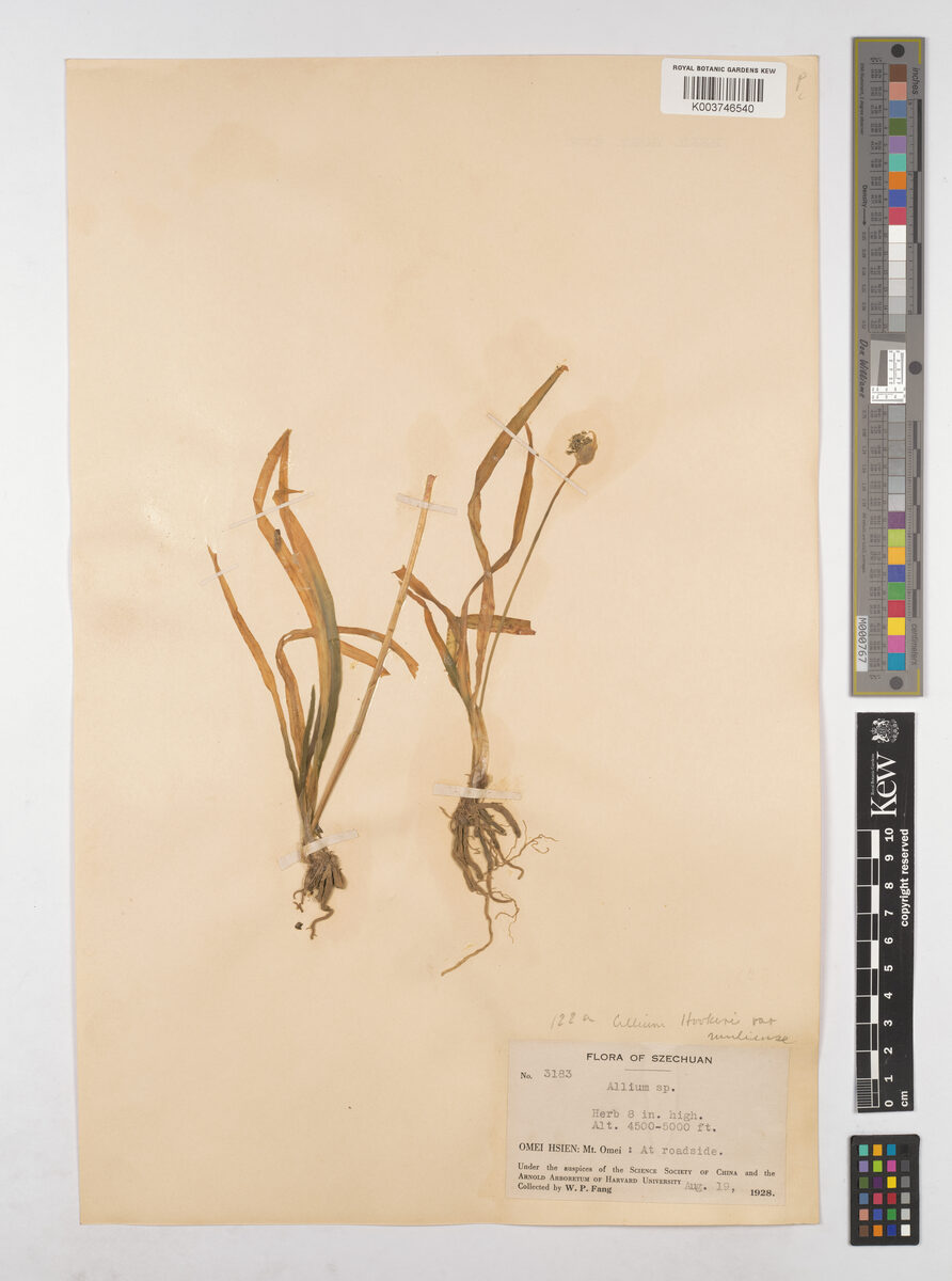 Allium hookeri var. muliense — photo