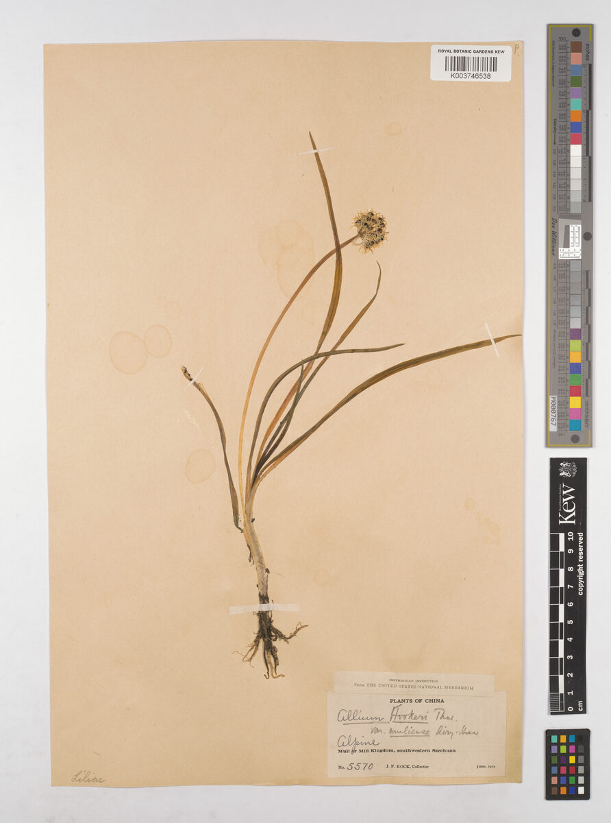 Allium hookeri var. muliense — photo