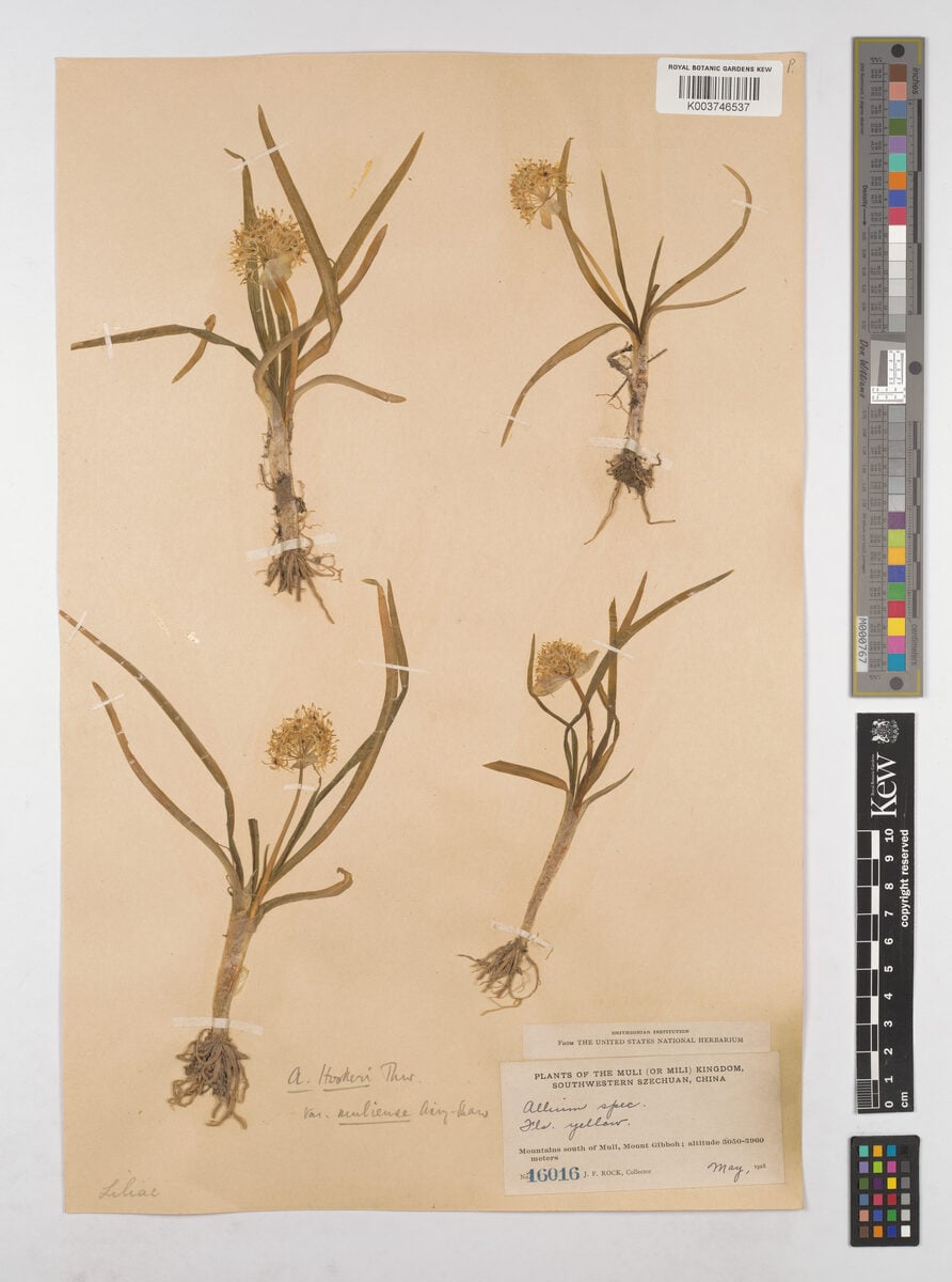 Allium hookeri var. muliense
