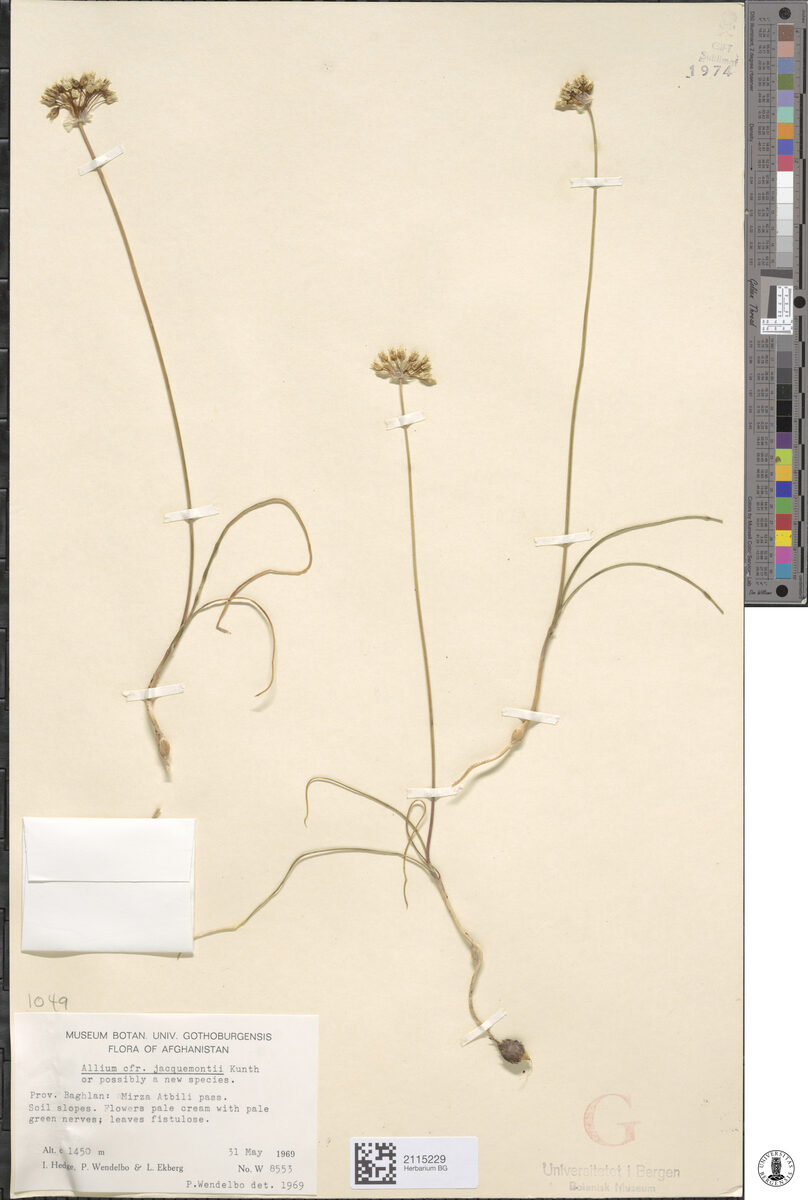 Allium jacquemontii — photo