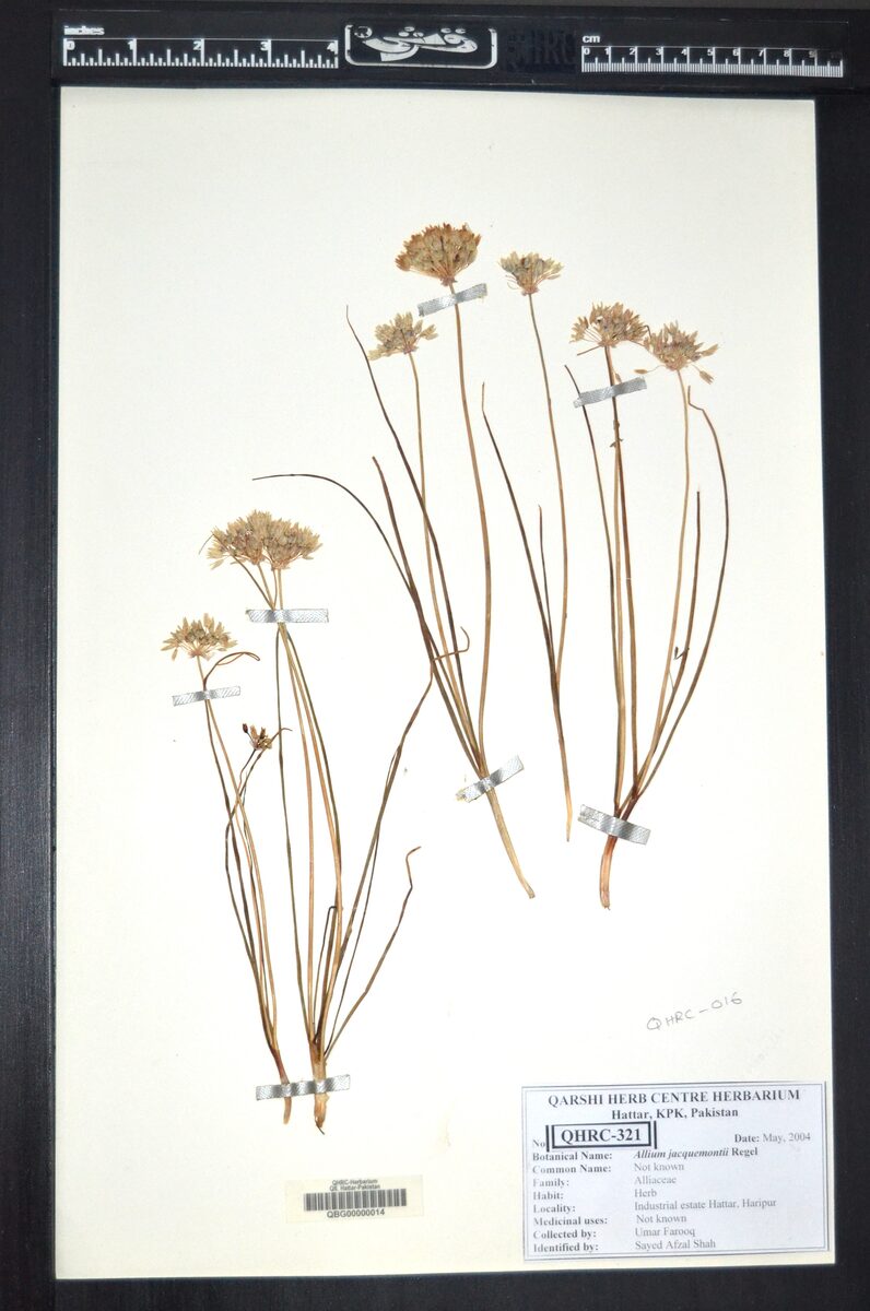 Allium jacquemontii
