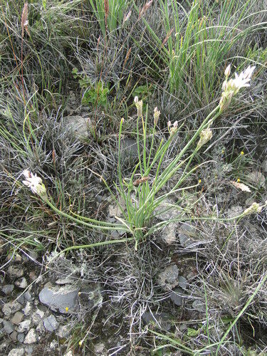 Allium kunthii (Kunth's onion) — photo