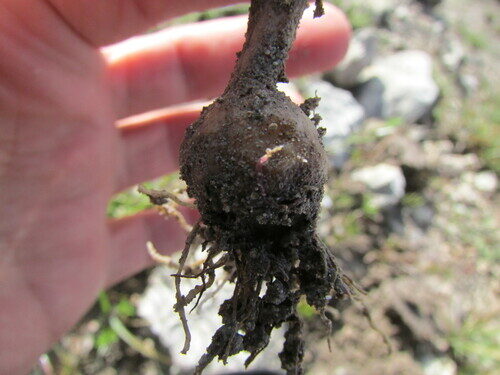 Allium kunthii (Kunth's onion) — photo