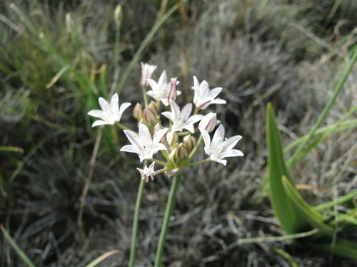 Allium kunthii