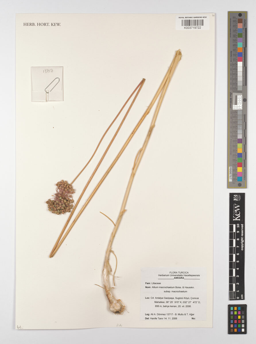 Allium macrochaetum — photo