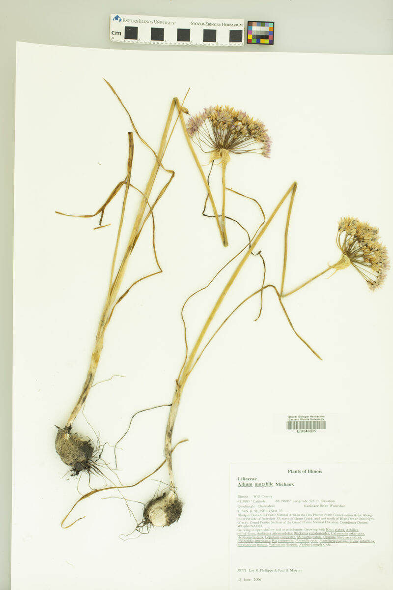 Allium mutabile
