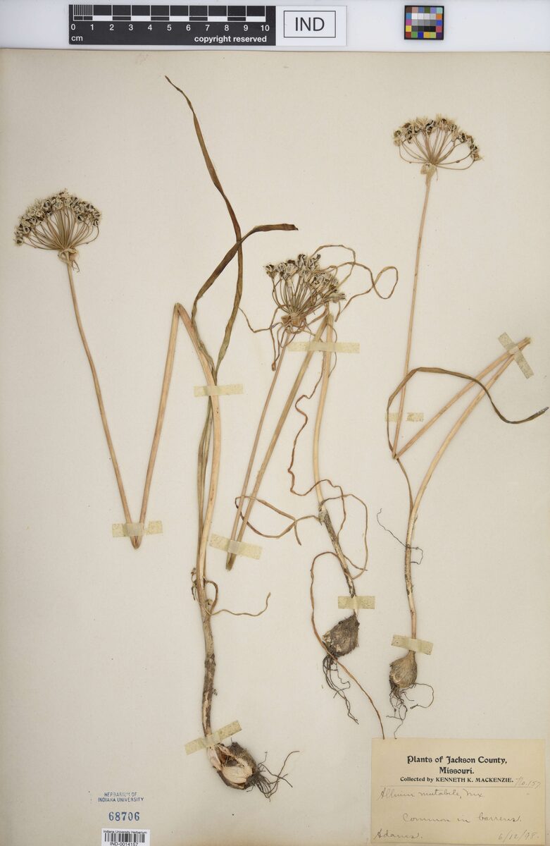 Allium mutabile (Wild Onion) — photo