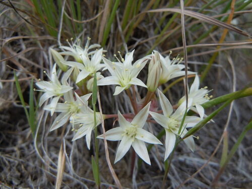 Allium nevadense (Nevada Onion) — photo