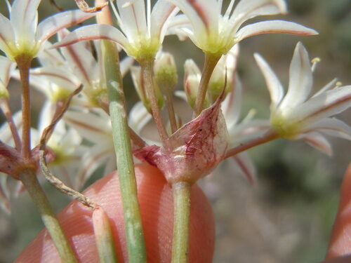 Allium nevadense (Nevada Onion) — photo