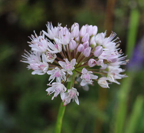 Allium nutans (Blue Chives) — photo