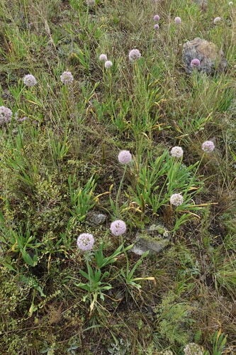 Allium nutans