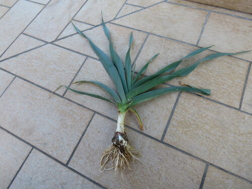 Allium porrum (Leek) — photo