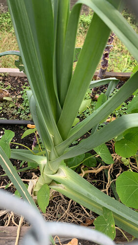 Allium porrum (Leek) — photo