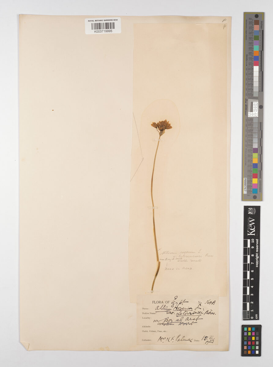 Allium roseum var. tourneuxii — photo
