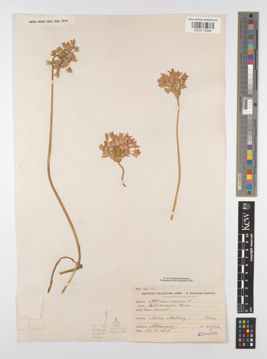 Allium roseum var. tourneuxii — photo