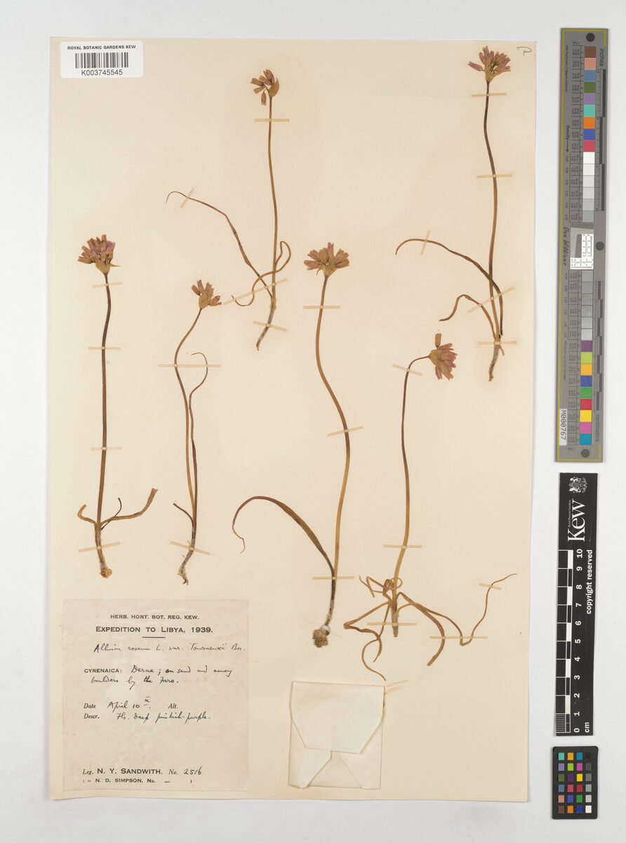 Allium roseum var. tourneuxii