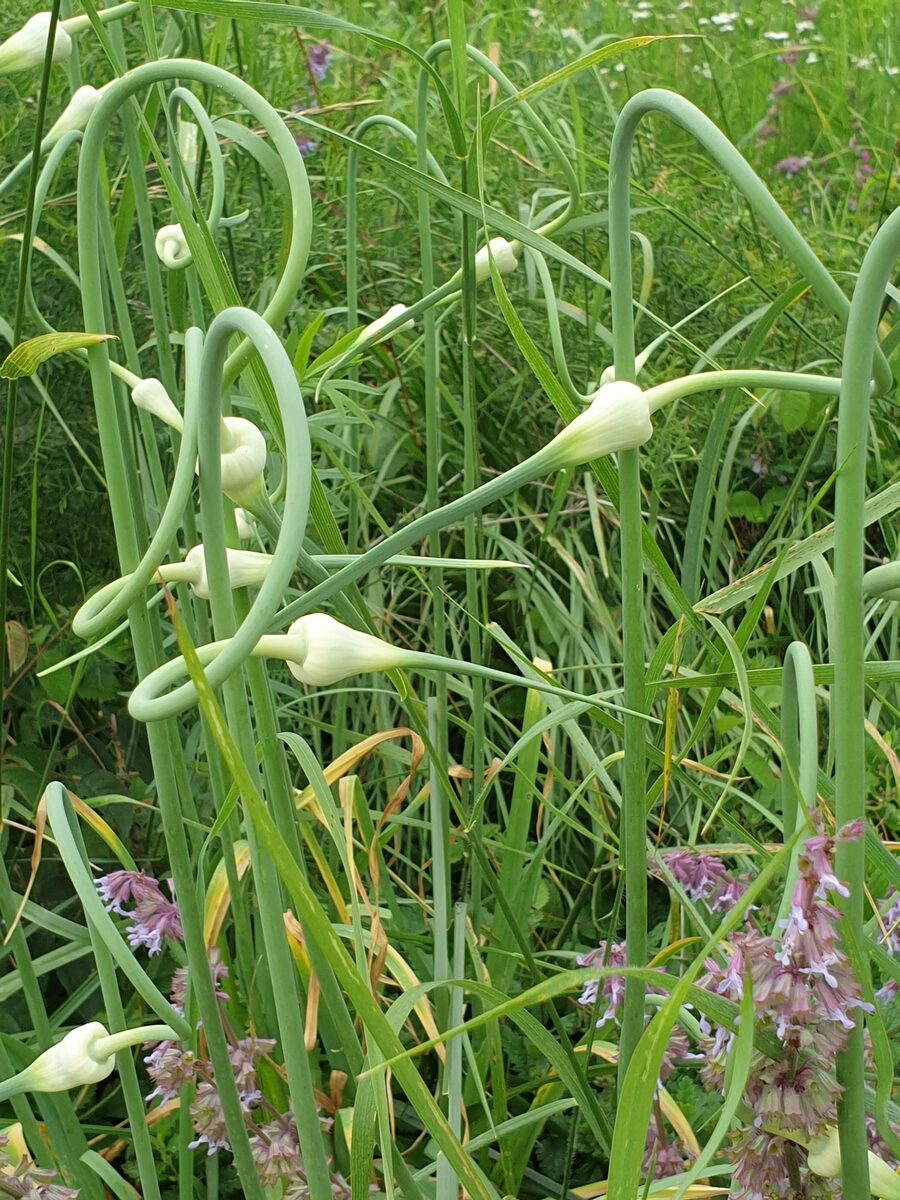 Allium sativum var. ophioscorodon (Rocambole) — photo