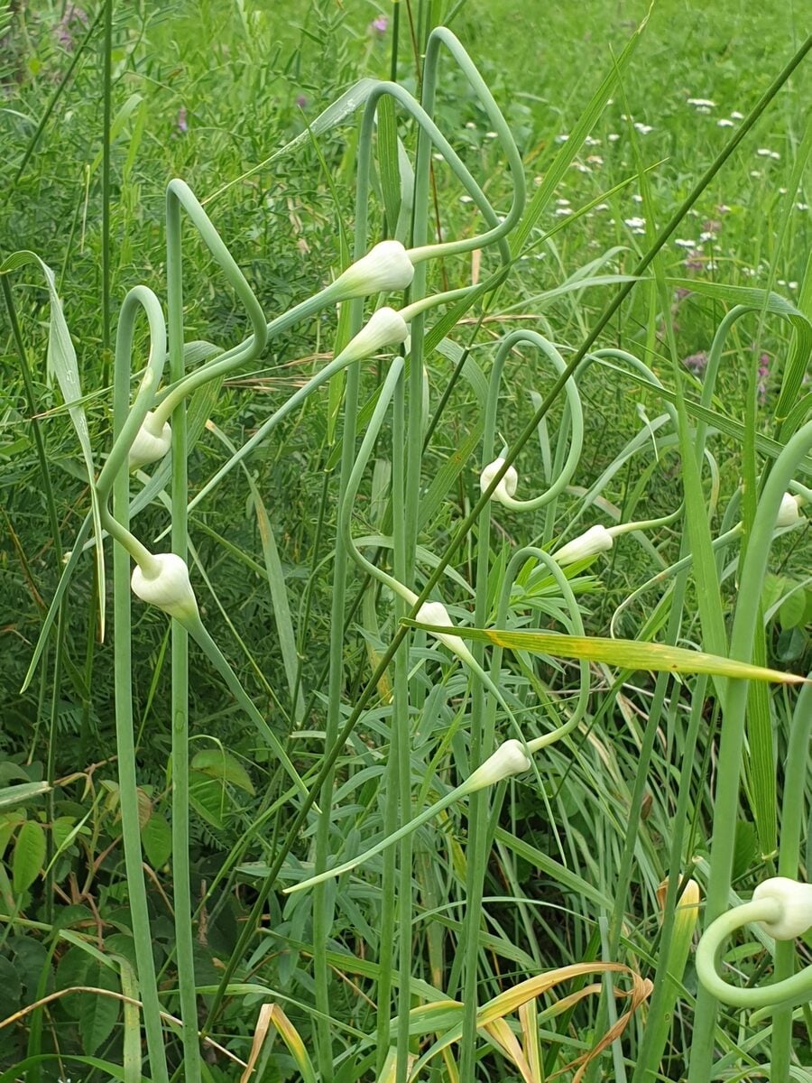 Allium sativum var. ophioscorodon (Rocambole) — photo